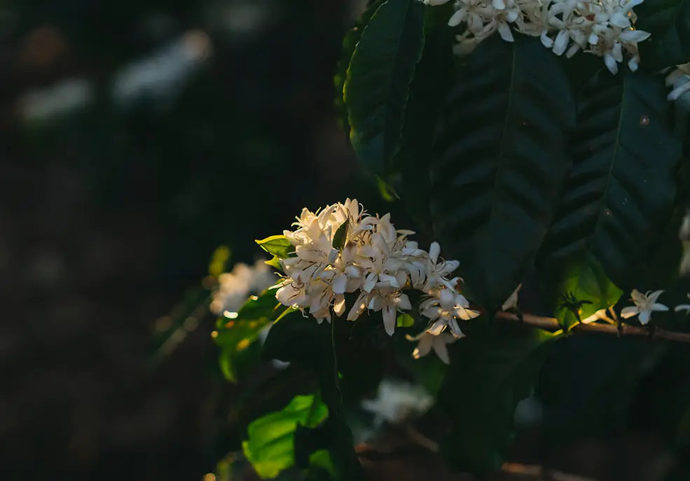 COFFEE FLOWERS IN BLOOM